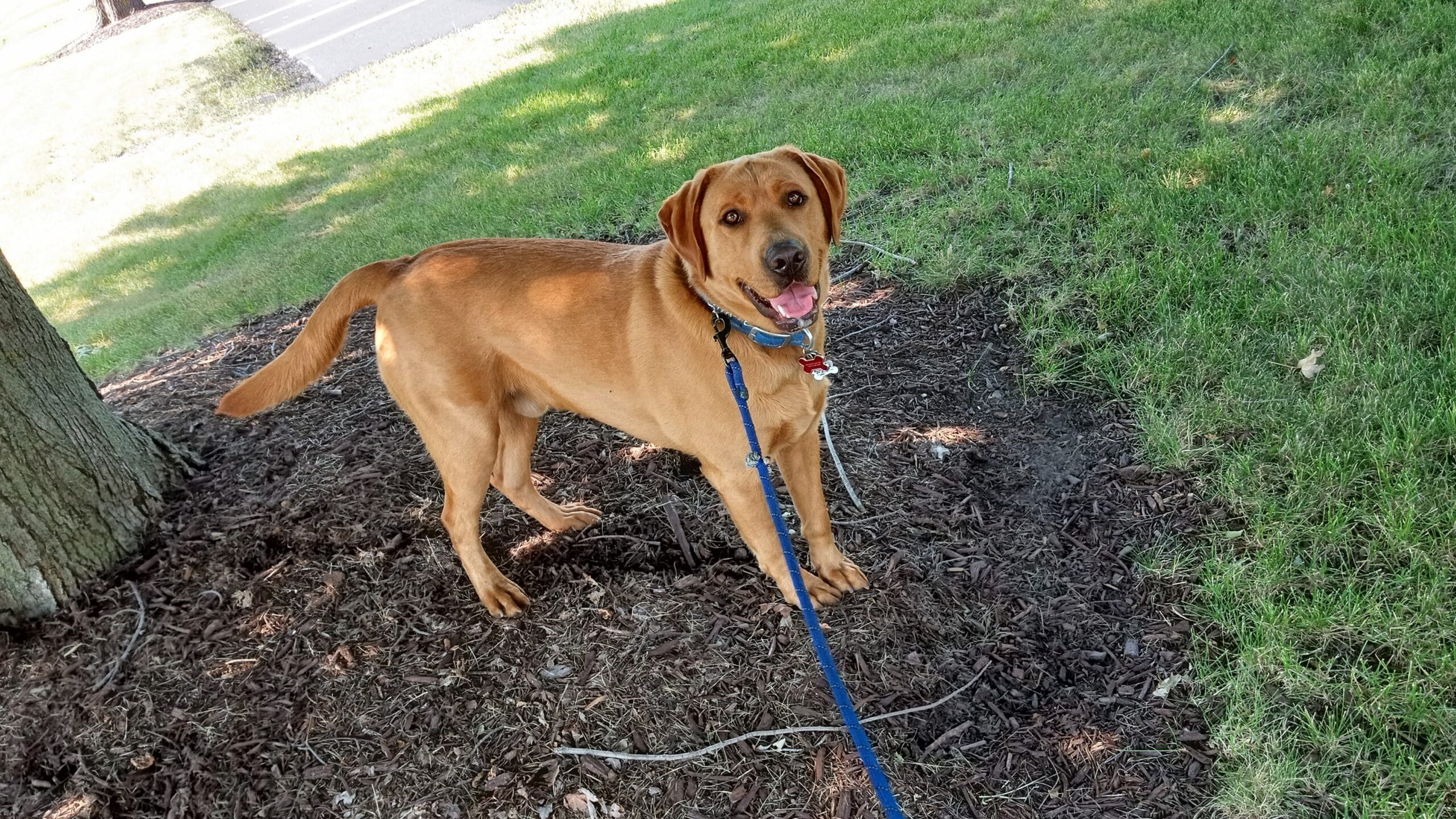 dog10